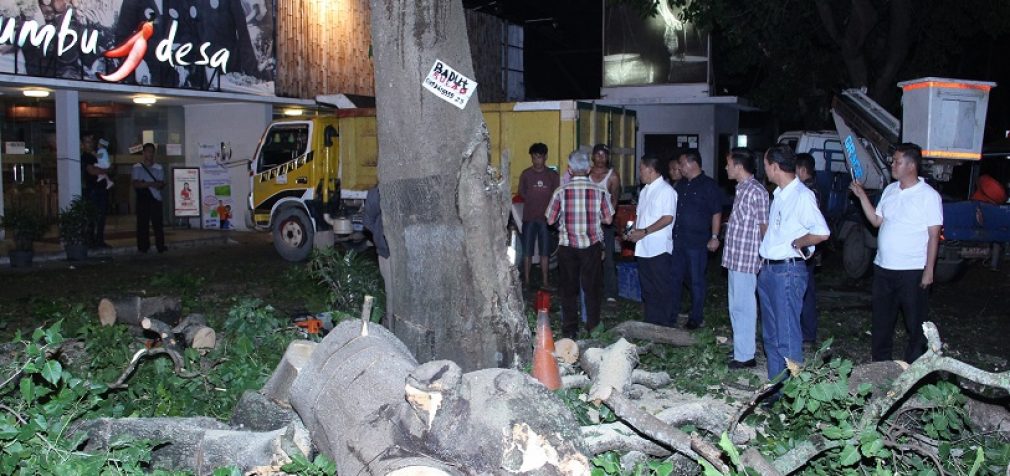 Beri Perintah Tebang Pohon, Kabid dan Kasi DPJPP Kota Palembang Dicopot Walikota
