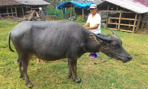 Perum Bulog  Impor Daging Kerbau