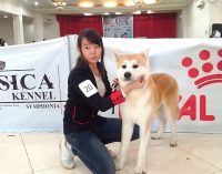 Dog Show All Bread PERKIN Sumsel 2017, Menjaga Trah Anjing Lewat Sebuah Kontes