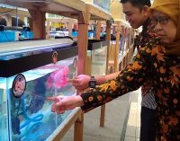 Sempat “Tenggelam” PPLP Kembali Populerkan Ikan Louhan