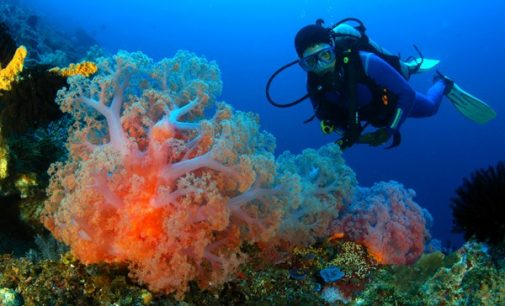 Terumbu Karang Raja Ampat Bisa Pulih Dalam Waktu Satu Abad