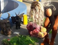 Tak Pernah Menang Selama 20 Tahun Akhirnya Klub Sepakbola Ini Sewa Penyihir