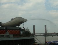 Ikan Belido Hobi Berenang  di Sungai Bersih