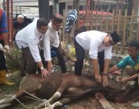PDI Perjuangan Sumsel Kurban 9 Sapi Dan 1 Kambing