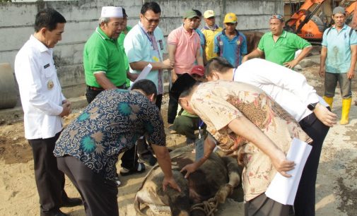 Dinas PUPR Palembang Bagikan 1.200 Daging Kurban