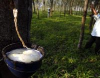 Ekspor Karet Sumsel Turun 4,24 Persen