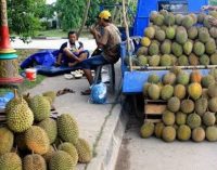 Kota Palembang Dibanjiri Pedagang Durian
