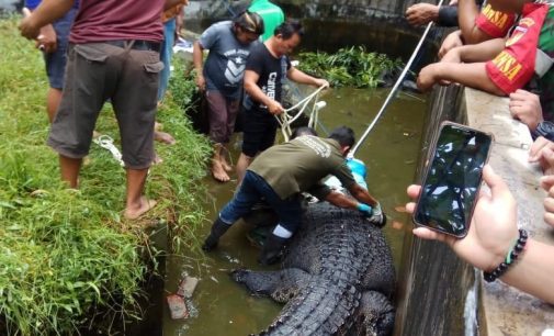 Evakuasi Buaya Pemangsa Manusia Menegangkan