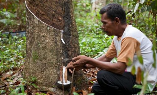 Maret 2019, Petani Karet Bakal Dapat Subsidi Sarana Produksi Dan Bantuan Tunai