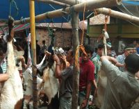 Mantan Bupati Muara Enim Ir Muzakir Sai Sohar Kurban Satu Ekor Sapi