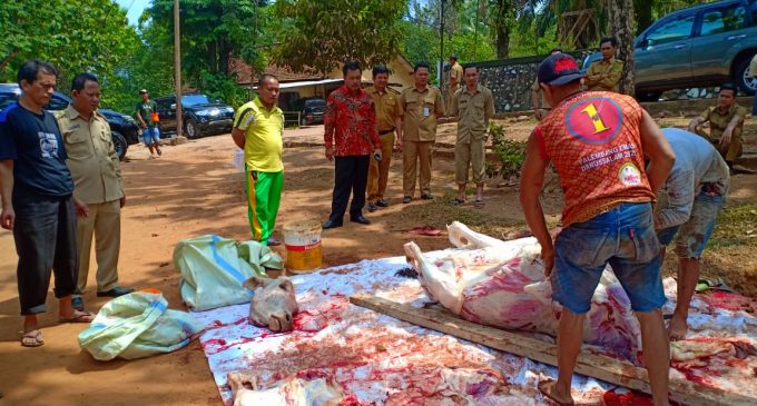 Rayakan Idul Adha, Kemenag Sumsel Kurban 12 Sapi