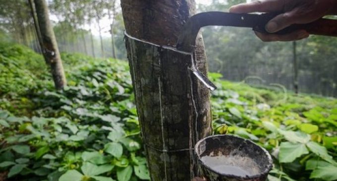 Dibalik Ekspor Karet Yang Tinggi, Terdapat Petani Karet Yang Menjerit