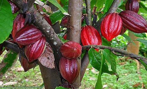 Kakao Indonesia, Apakah Akan Habis Ditelan Jaman ?
