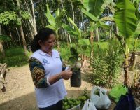 Feby Deru : Usaha Tanaman Hias Jadi Alternatif Meningkatkan Pendapatan Keluarga