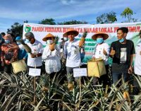 Nanas Prabumulih Kembali Menggeliat