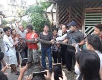 Bersarang di Bawah Ubin, Ular Sanca 4 Meter Gegerkan Warga Rusun Blok 51