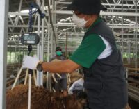 Pastikan Hewan Kurban Sehat, DD Sumsel Giatkan Quality Control