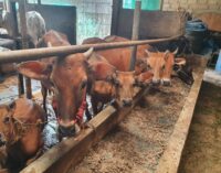 Jelang Idul Adha, ACT Tawarkan Harga Hewan Kurban Flash Sale Rp 1,6 Juta