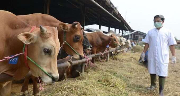 Pemprov DKI Pastikan 42 Ribu Hewan Qurban Masuk Jakarta Bebas PMK
