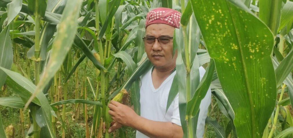 Husni Chandra : Bagikan 1000 Jagung untuk Rakyat