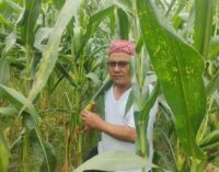 Husni Chandra : Bagikan 1000 Jagung untuk Rakyat