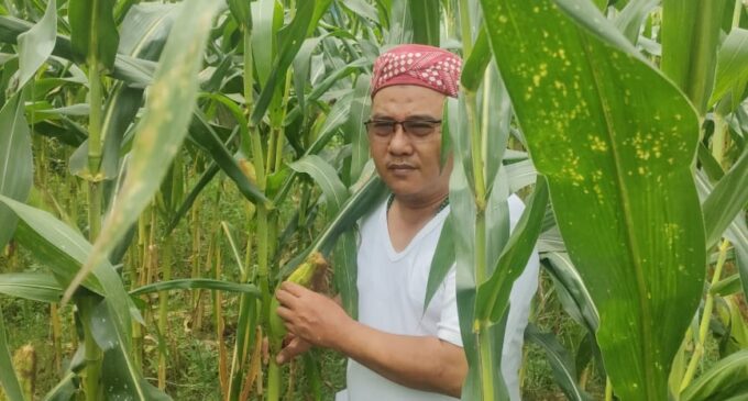 Husni Chandra : Bagikan 1000 Jagung untuk Rakyat