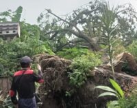 Pohon Tumbang di Komplek BSD Timpa Rumah Warga