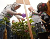 Sempadan Jalan Musi VI Ditanami Pohon Tabebuya Ungu