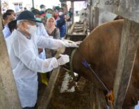 Vaksinasi PMK di Sumsel Capai 60,30 Persen