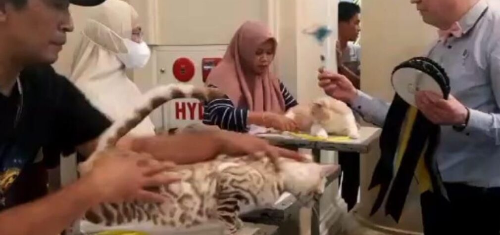 Gemoy ! 140 Kucing Ikut Kontes Internasional Cat Show Sumsel 2023