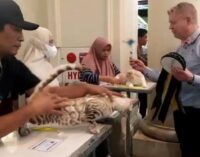 Gemoy ! 140 Kucing Ikut Kontes Internasional Cat Show Sumsel 2023