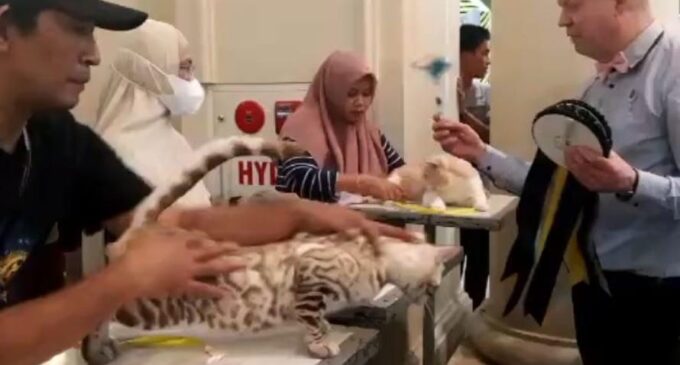 Gemoy ! 140 Kucing Ikut Kontes Internasional Cat Show Sumsel 2023