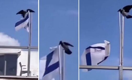 Subhanallah…Viral ! Burung Gagak Cabik – Cabik Bendera Israel