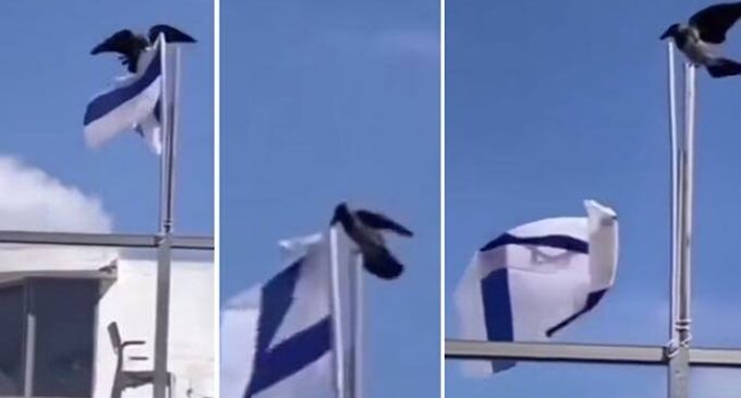 Subhanallah…Viral ! Burung Gagak Cabik – Cabik Bendera Israel