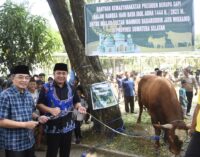 Gubernur Herman Deru Serahkan Sapi Qurban ke Masjid Agung Palembang 