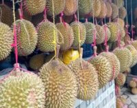 Cukup Bayar Rp 125 Ribu, Nikmati Sensasi Makan Durian Sepuasnya