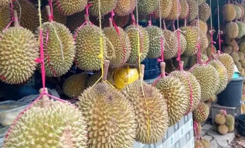 Cukup Bayar Rp 125 Ribu, Nikmati Sensasi Makan Durian Sepuasnya