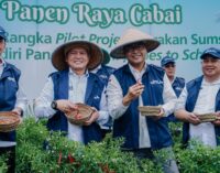 BI dan Pemprov Sumsel Lakukan Panen Cabai dan Berikan Apresiasi kepada Sekolah