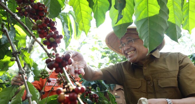 Perkuat Ekosistem, OJK  Eksplorasi Potensi Kopi Sumsel