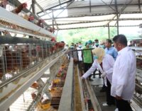 Sertifikasi NKV Dongkrak Daya Saing Produksi Telur Banyuasin di Pasar Nasional