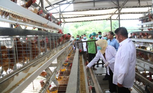 Sertifikasi NKV Dongkrak Daya Saing Produksi Telur Banyuasin di Pasar Nasional