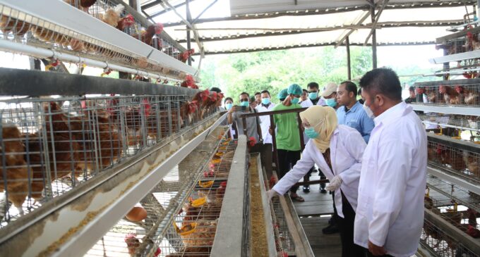 Sertifikasi NKV Dongkrak Daya Saing Produksi Telur Banyuasin di Pasar Nasional