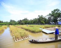 Padi Apung Jadi Ikon Inovasi, Sumsel Siap Jawab Tantangan Ketahanan Pangan Nasional