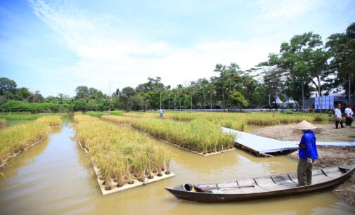 Padi Apung Jadi Ikon Inovasi, Sumsel Siap Jawab Tantangan Ketahanan Pangan Nasional