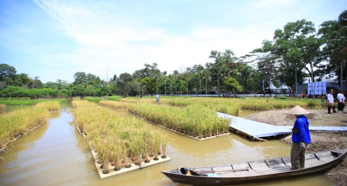 Padi Apung Jadi Ikon Inovasi, Sumsel Siap Jawab Tantangan Ketahanan Pangan Nasional