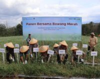 Hasil Panen Bawang Merah Poktan di Pagar Alam Menggembirakan, Capai 15,7 Ton per Hektar