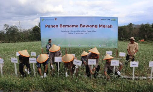 Hasil Panen Bawang Merah Poktan di Pagar Alam Menggembirakan, Capai 15,7 Ton per Hektar