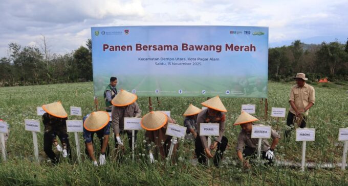 Hasil Panen Bawang Merah Poktan di Pagar Alam Menggembirakan, Capai 15,7 Ton per Hektar