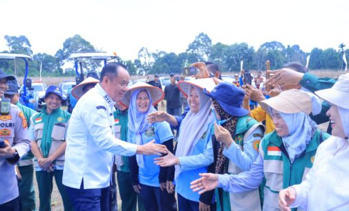 Hadiri Panen Raya Jagung di OKU Selatan, Wagub Cik Ujang Tegaskan Komitmen Sumsel Dukung Ketahanan Pangan Nasional