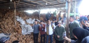 Komoditas Kelapa Sumsel Tembus Pasar Global